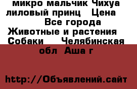 микро мальчик Чихуа лиловый принц › Цена ­ 90 - Все города Животные и растения » Собаки   . Челябинская обл.,Аша г.